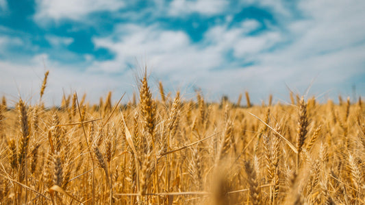 Wheat straw- A bioplastic - The Umbrella store